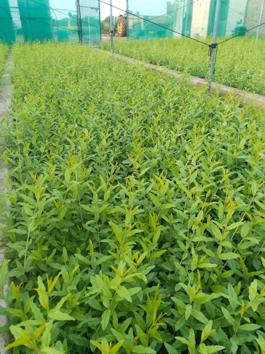 Greenhouse cultivation