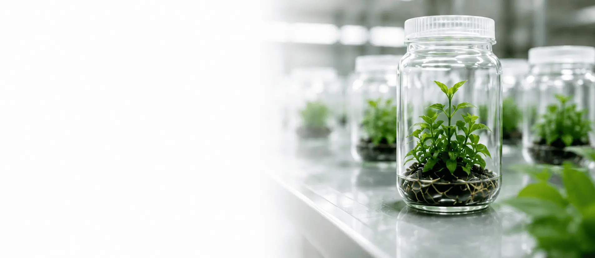 Tissue culture plantlets growing in lab jars