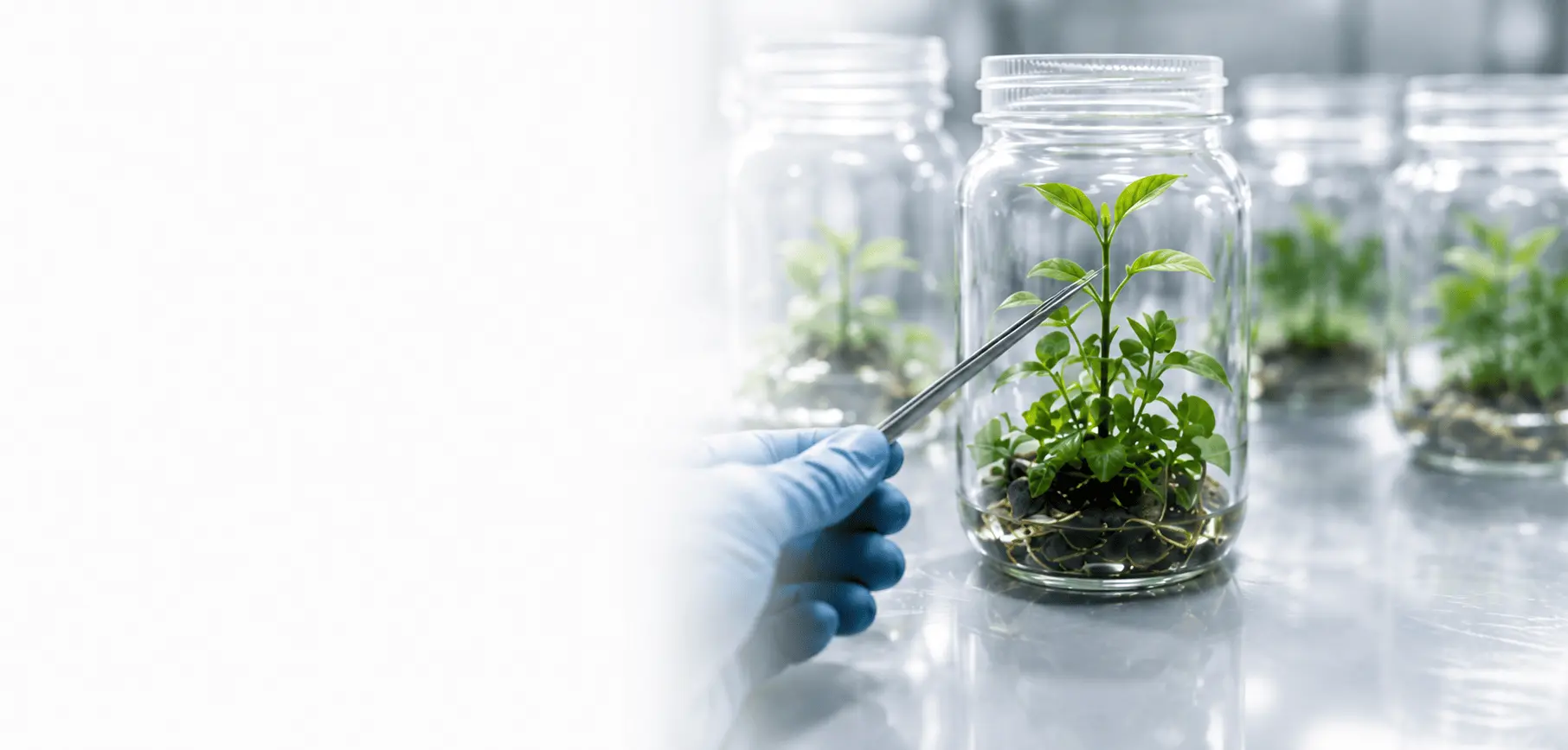 Scientist examining a tissue culture plant sample in a lab jar